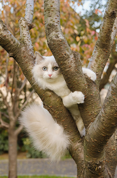cat cat
